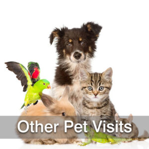 Other Pet Visits