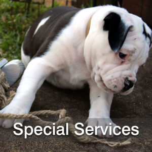 Specialty and Other Services