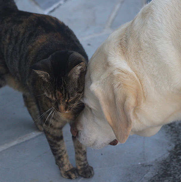 Cassie with Stray Cat