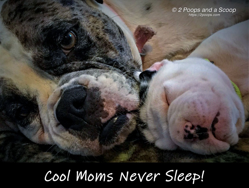 Cool Moms Never Sleep!