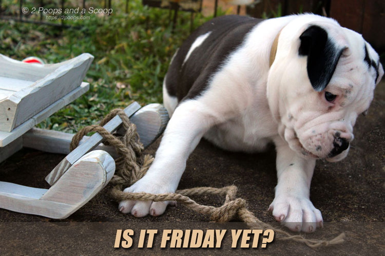 Is It Friday Yet?