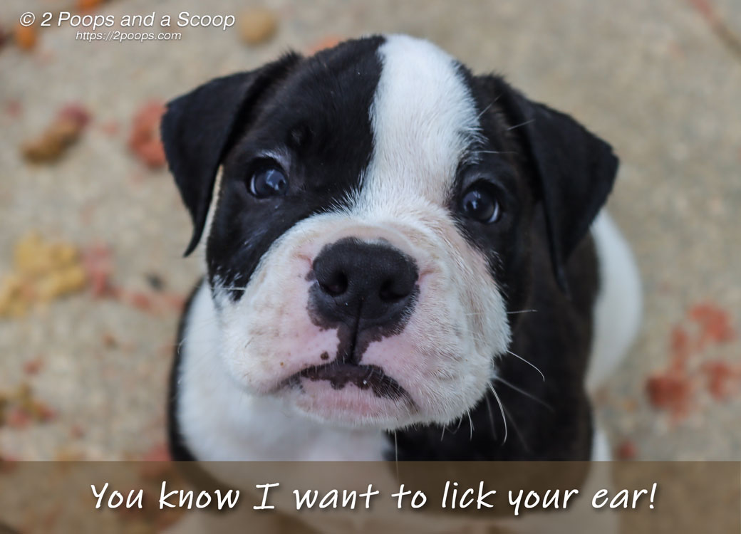 You know I want to lick your ear!