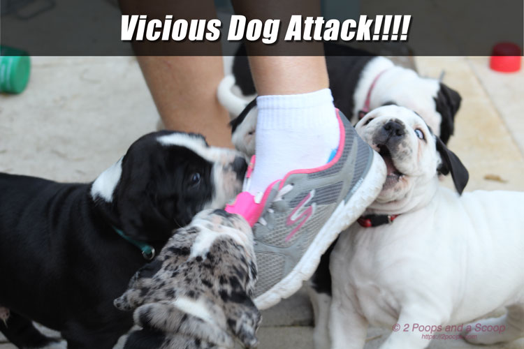 Vicious Dog Attack!